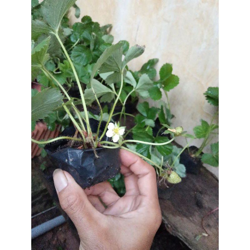 bibit strawberry mencir sudah berbunga beli 10 bibit bonus 2 bibit