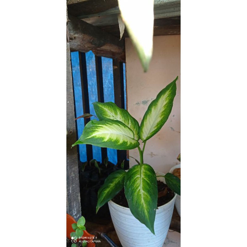 Aglonema Diven Tissue / Sri Rejeki Blanceng tisu / Diven Tisu