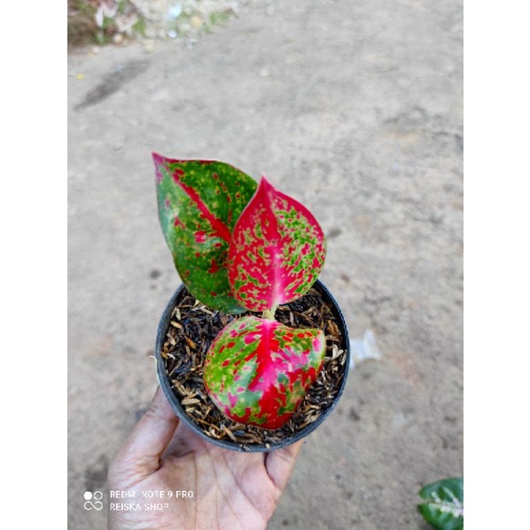 aglonema anakan/realpict - Red stardust