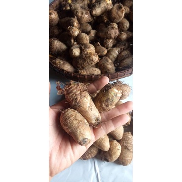 

biji satoimo konsumsi