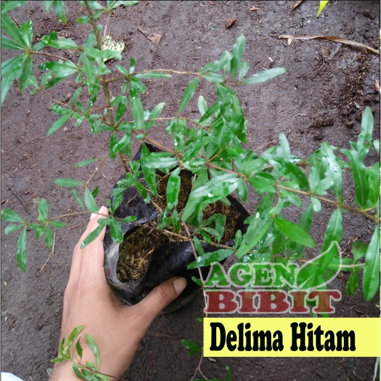 Bibit Pohon Delima Hitam - Buah Delima Hitam - Herbal Buah Manis