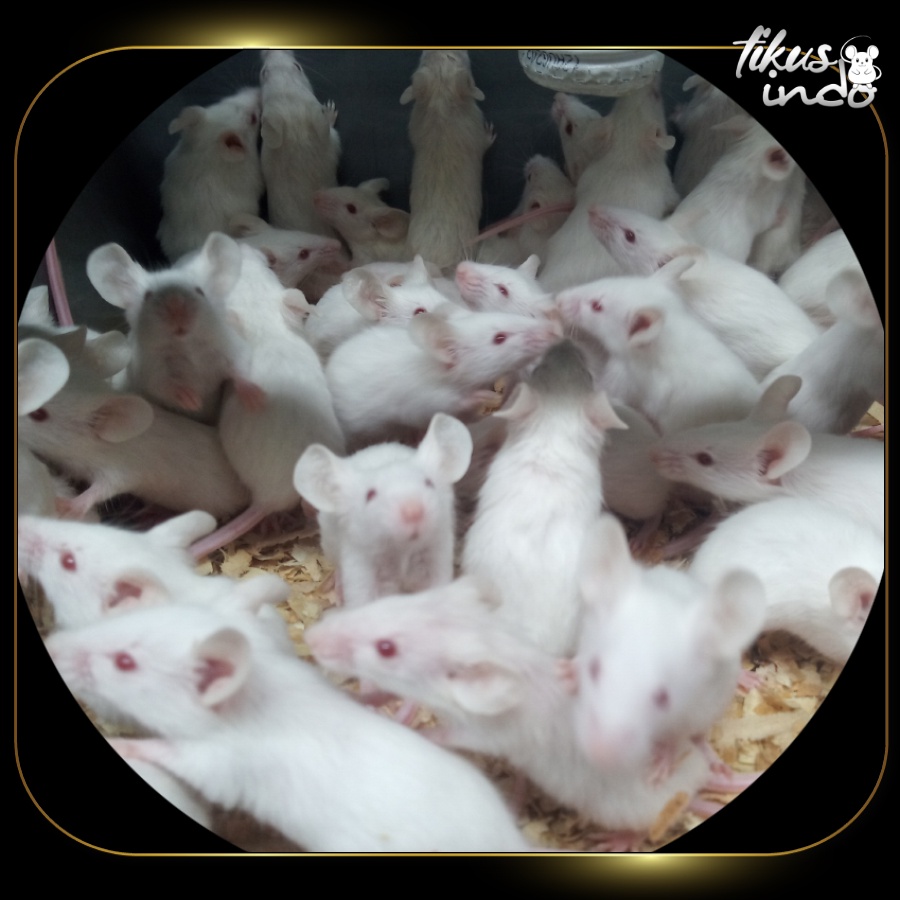 Tikus Putih Jumper / Mencit Jumper