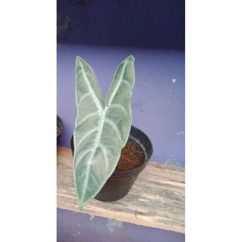 keladi Amazon lokal/ keladi longiloba/Amazon silver/ keladi kuping kelinci