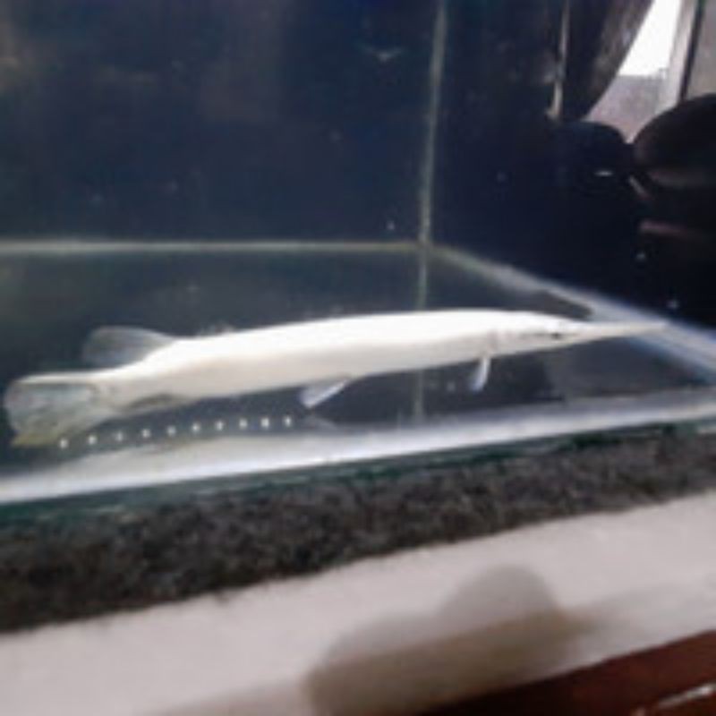 

Aligator snow white semi platinum