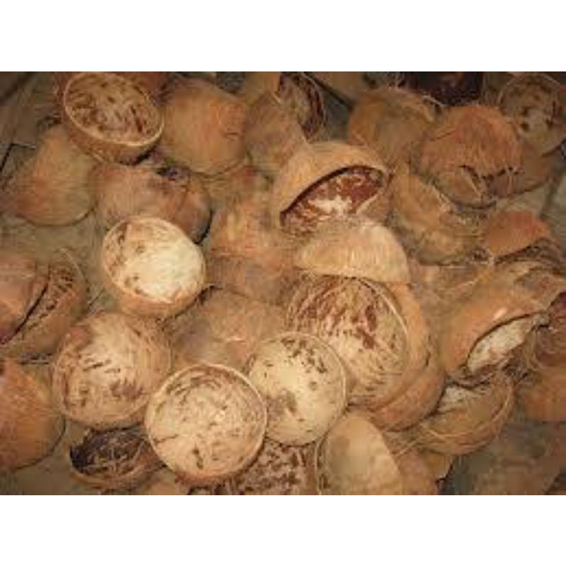 

Batok Kelapa Kering 500 gram