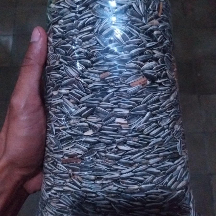 

KWACI BUNGA MATAHARI MAKANAN HAMSTER, LANDAK, KAKATUA