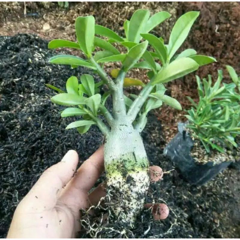 Bibit tanaman hias adenium bunga tumpuk/kamboja jepang