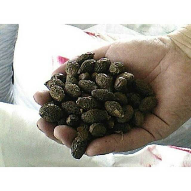 

bunga tempayang1biji