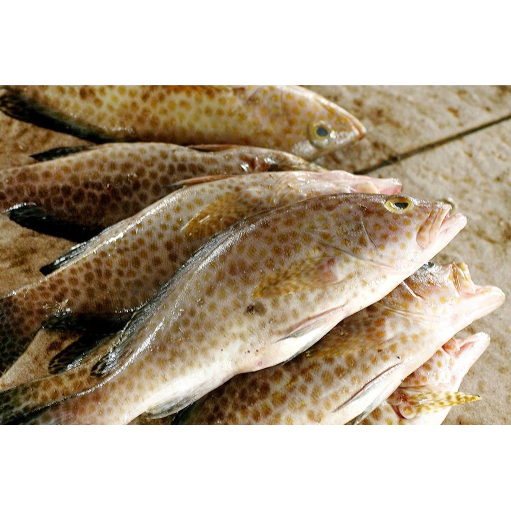 

Ikan Kerapu 1 ekor / Sunu Segar sudah dibersihkan Fresh Fish Pasar Online Makassar