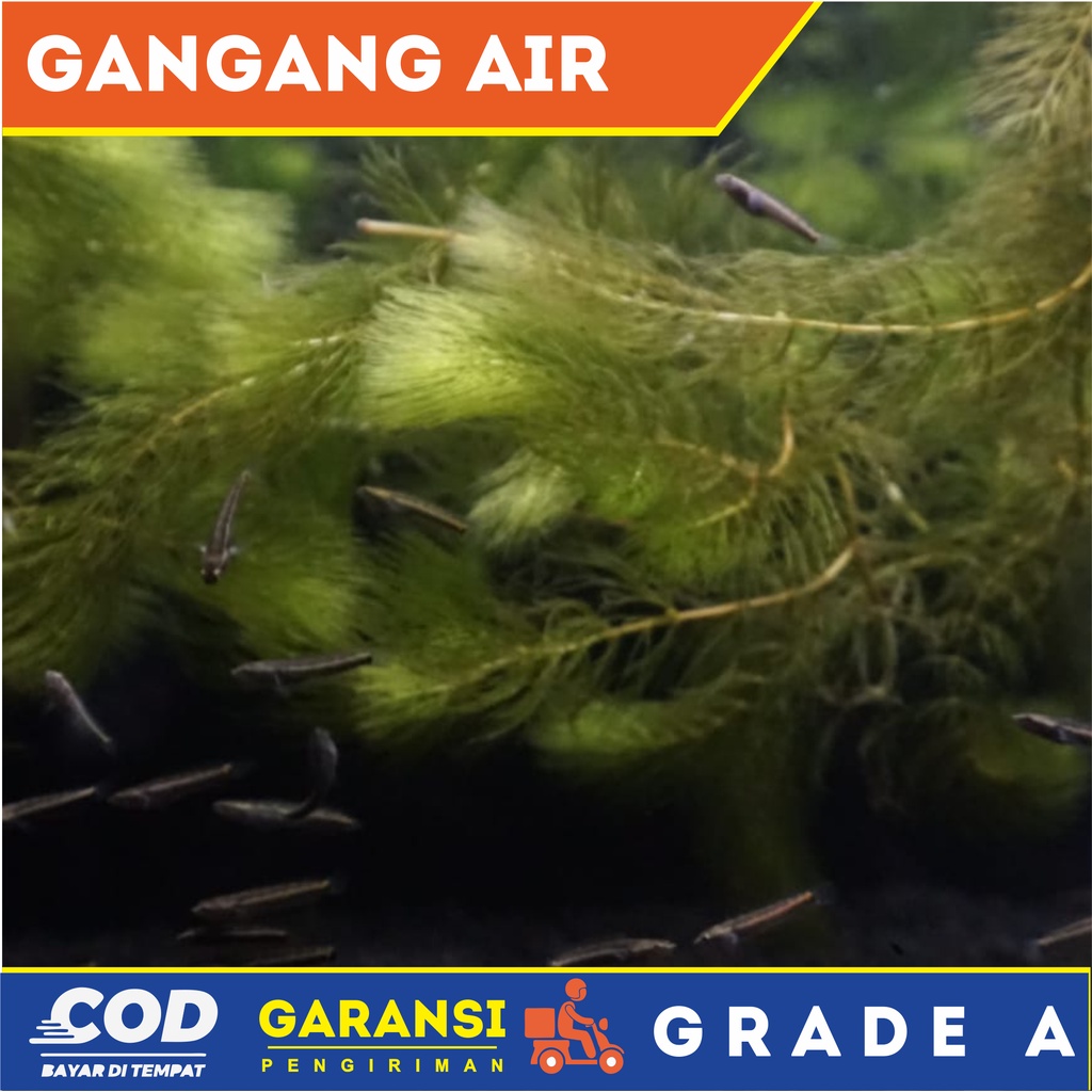 tanaman ganggang air/tanaman air hiasan aquarium