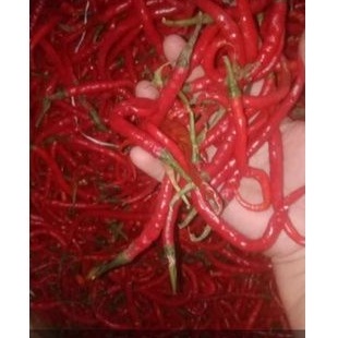 

cabe kriting merah