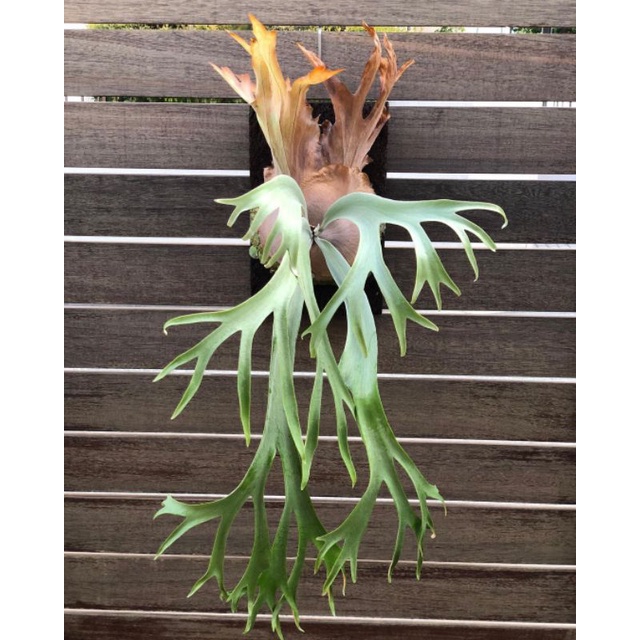 Tanaman Hias Tanduk rusa / kadaka tanduk rusa / pakis tanduk rusa / Platycerium bifurcatum / Platyce