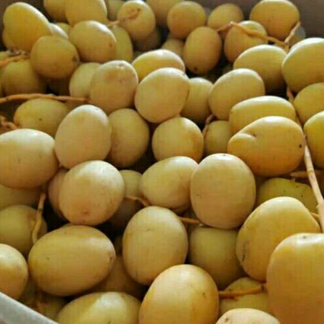 

Kurma muda 140rb 500gr