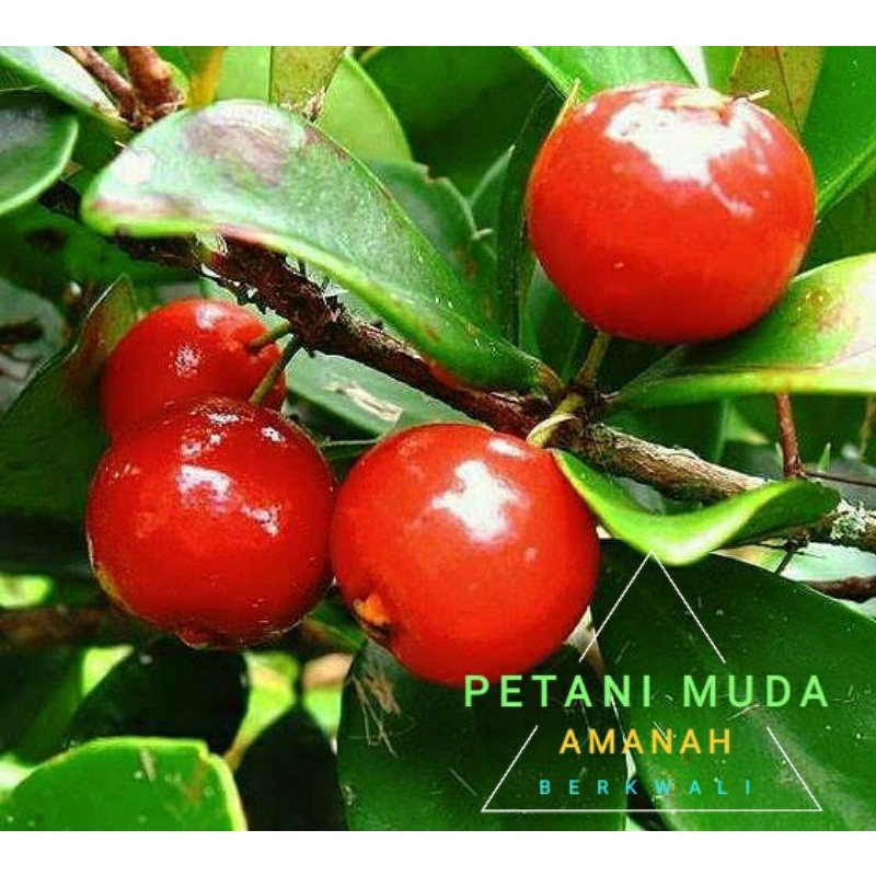 bibit bit cherry cangkok berbuah