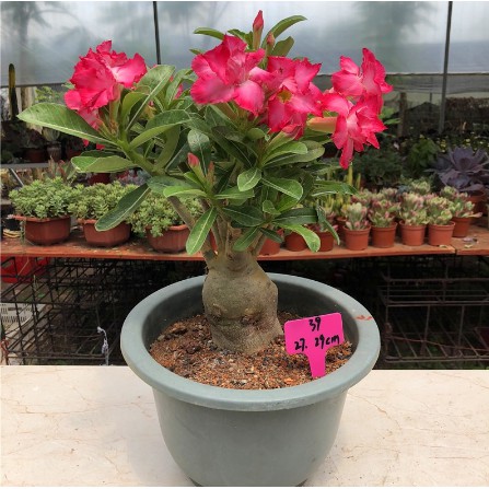 Adenium Obesum Desert Rose Cynthia