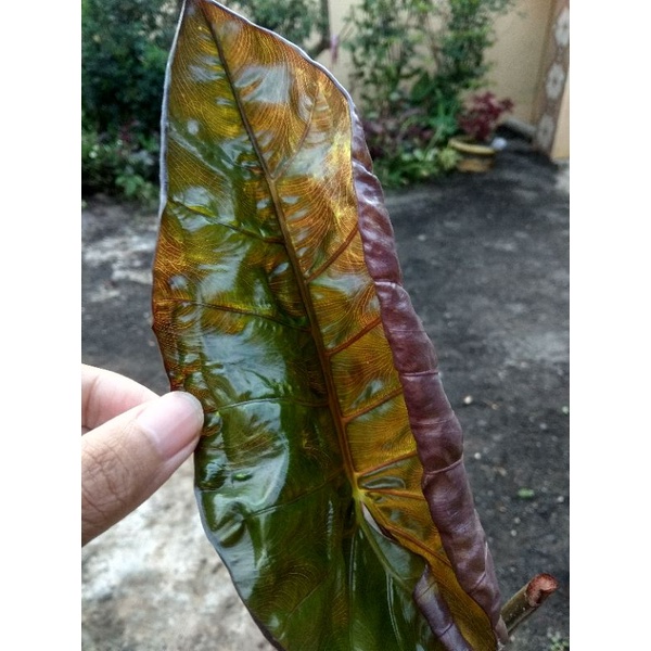 alocasia plumbe nigra variegata/sente hitam/Yucatan/Varigata