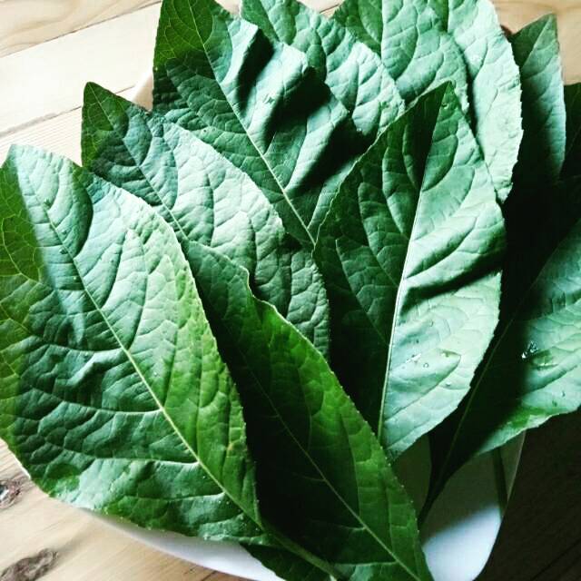 

Daun Africa segar 52 lembar
