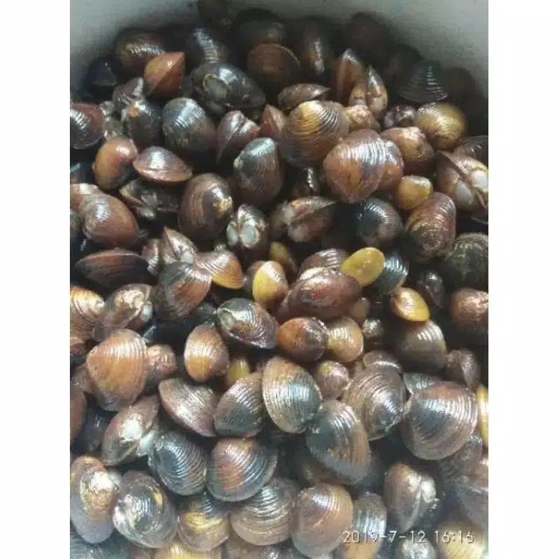 kerang tawar atau remis 100 gram