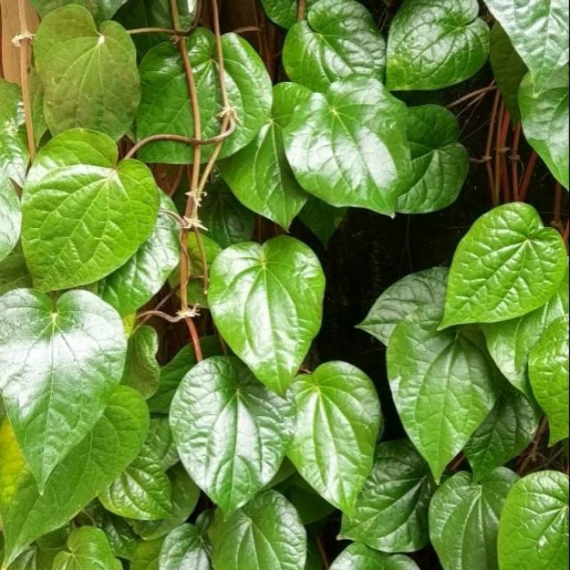 

DAUN SIRIH SEGAR DIPETIK SAAT DIORDER