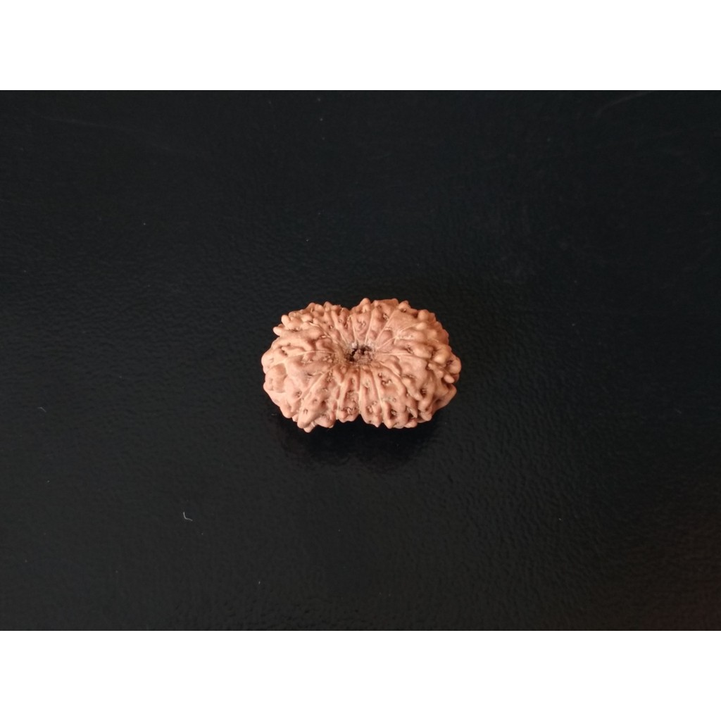 Genitri Mukhi 13 D17.7x12.25 Liontin Jenitri Rudraksha