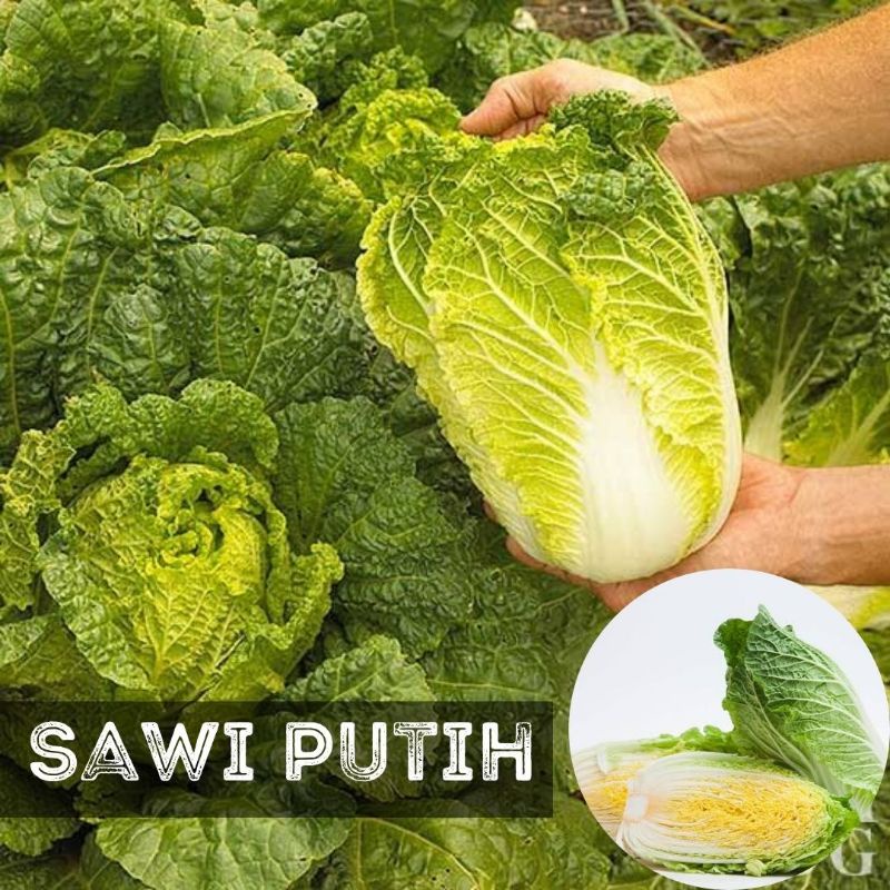 Jual Benih Sawi Putih Isi 30 Biji Bibit Sayur Chinese Cabbage