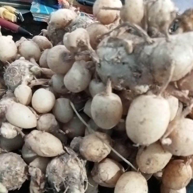 KUNYIT PUTIH FRESH 1KG