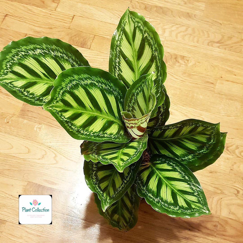 TANAMAN HIAS CALATHEA FLAMESTAR