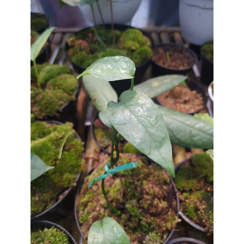 Philodendron Cebu blue