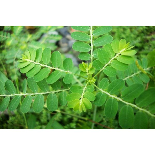 

[PROMO] Daun meniran segar(500gram)