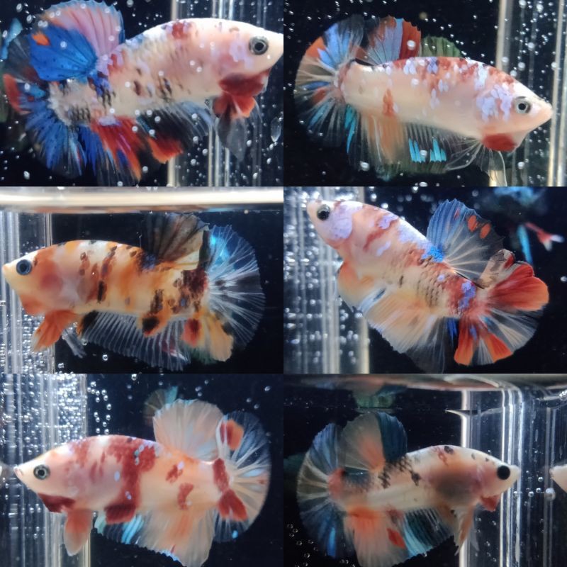 CUPANG PLAKAT KOI GALAXY (real pict)