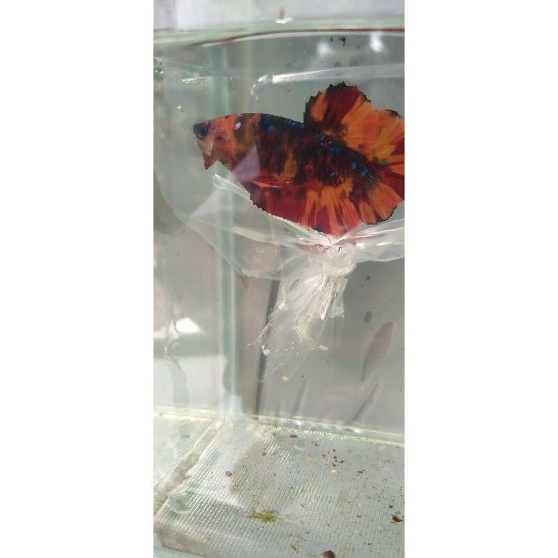 ikan cupang avatar nemo ori thailand best top grade