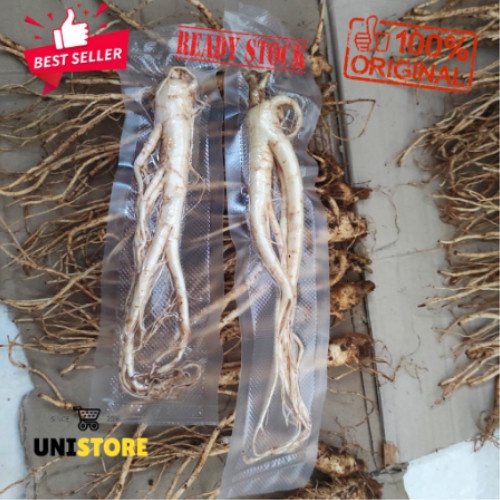 

New Akar Ginseng Segar - Gingseng Korea Basah - kecil
