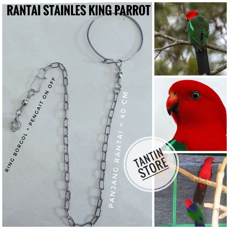 Rantai Stainles Burung Nuri King Parrot