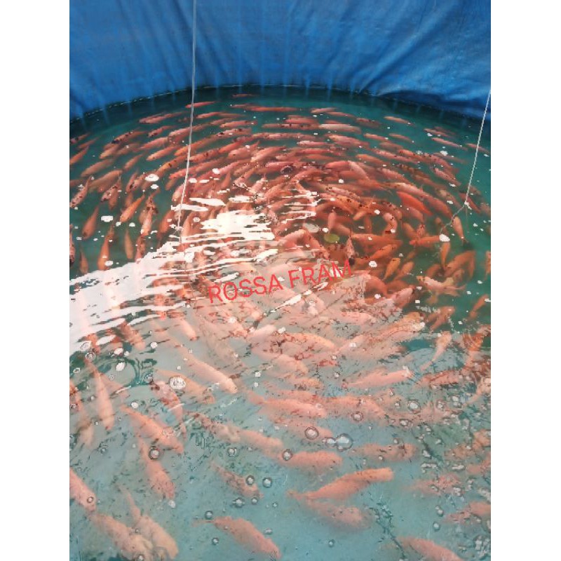 

bibit nila merah super bangkok