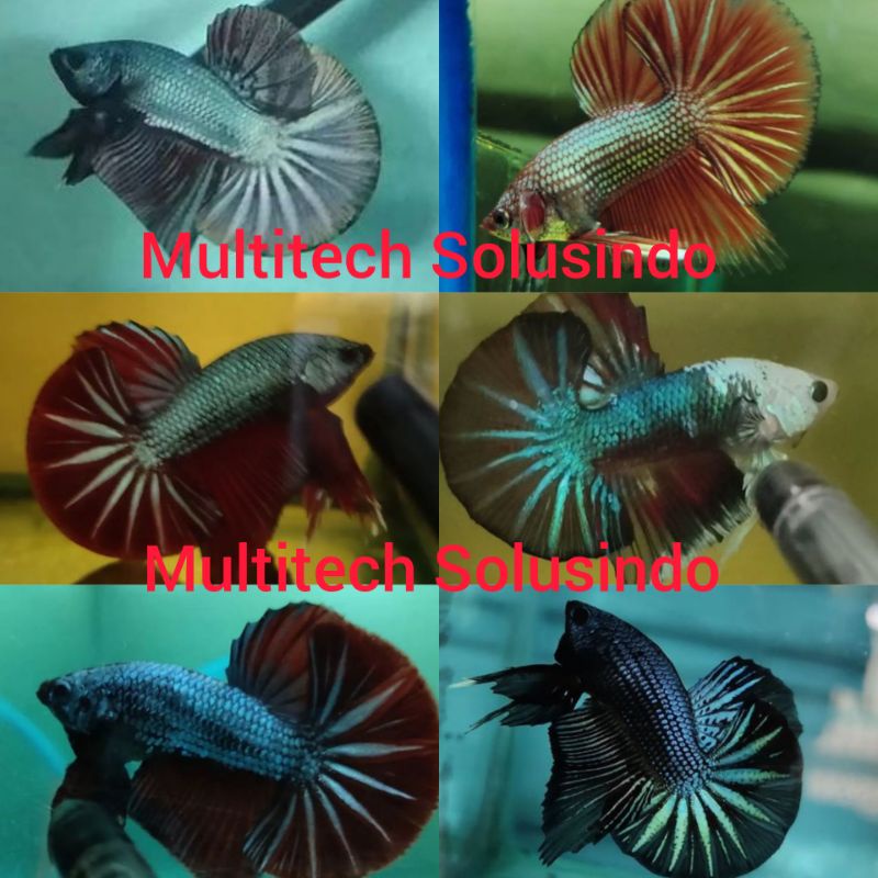 cupang kontes SNI HMPK bahan bahanan ekor lebar besgel bebas gelap Cooper copper bukan line red yell