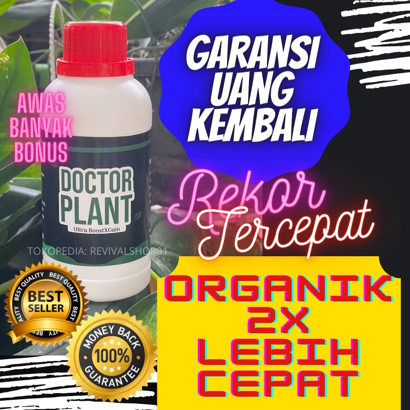 Pupuk Buah Kelengkeng,Pupuk Buah Kelengkeng Agar Cepat Berbuah,Pupuk Untuk Buah Kelengkeng,Pupuk Boo