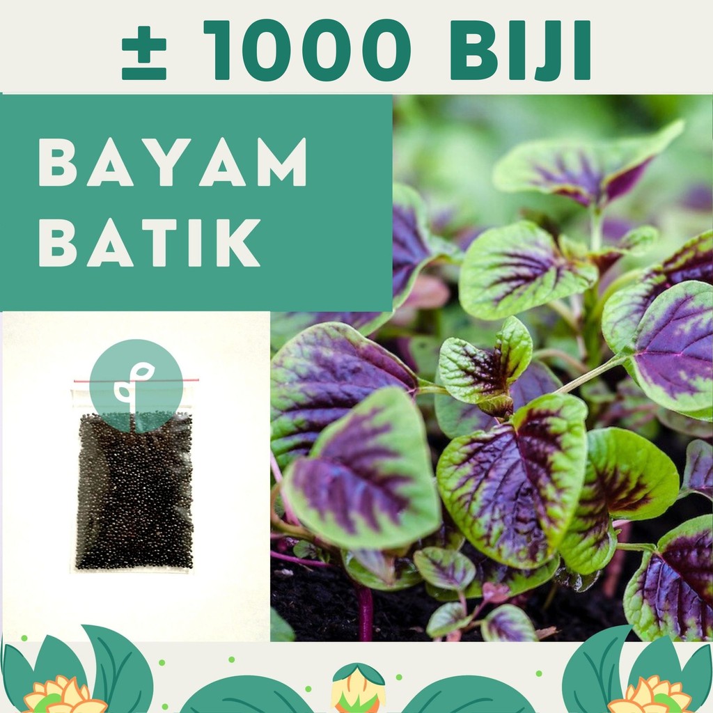 Bibit Sayuran Benih Sayur Paket Lengkap Hidroponik Kangkung Bayam Cabe Sawi Selada Terong Tomat dll-BAYAM BATIK