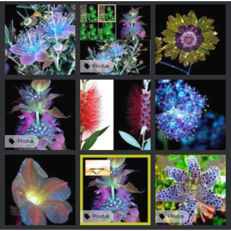 

Biji Bunga Emerald Fluorescent