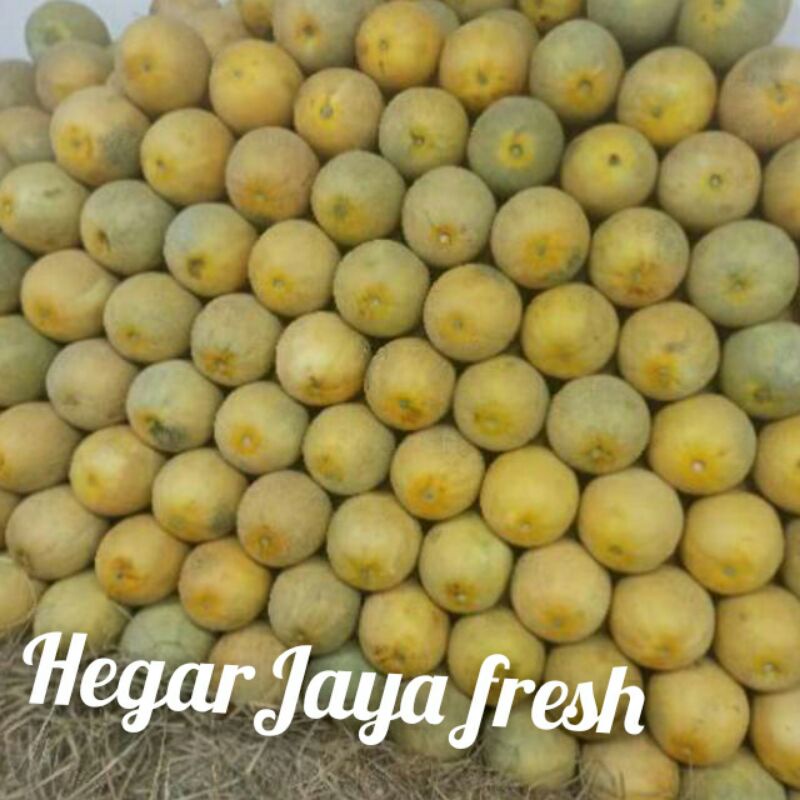 

melon madu 1kg