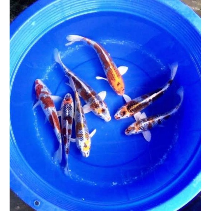 ikan hias koi kujaku ukuran 15cm