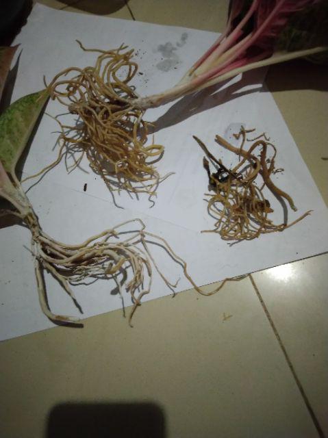 Diana Tanaman  Hias Daun Aglaonema Aglonema Shopee 