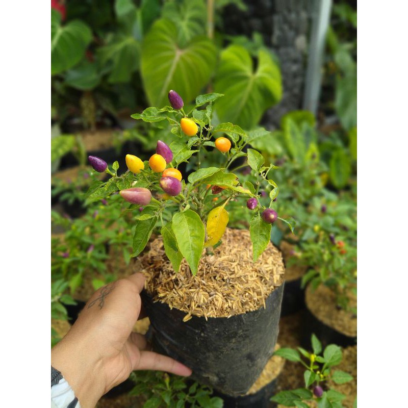 Cabai pelangi (Capsicum annuum) - Tanaman Hias Konsumsi Cabe / Cabai / Lombok Pelangi ( Sudah Berbuah )