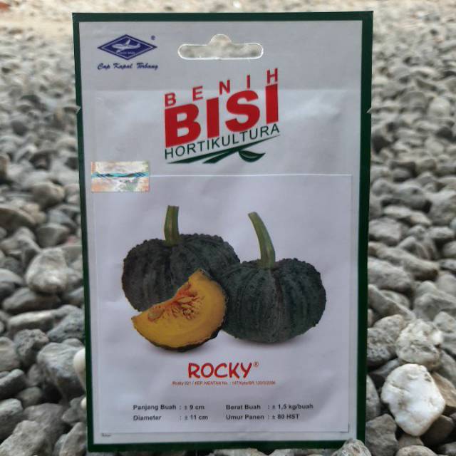 Benih Bibit Biji Labu Kuning ROCKY isi(15btr)