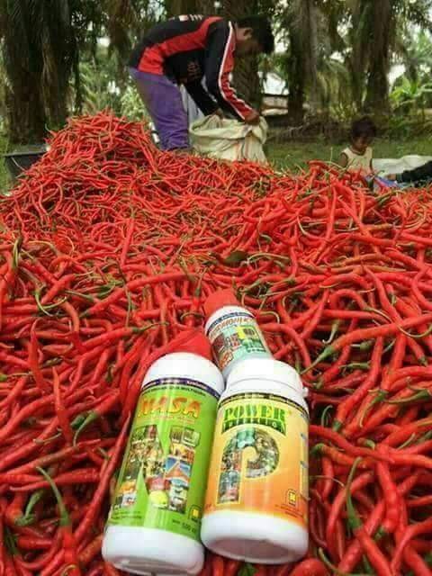 Paket Pupuk Budidaya Cabe Nasa/hormonik Nasa Glio Supernasa Powernutri