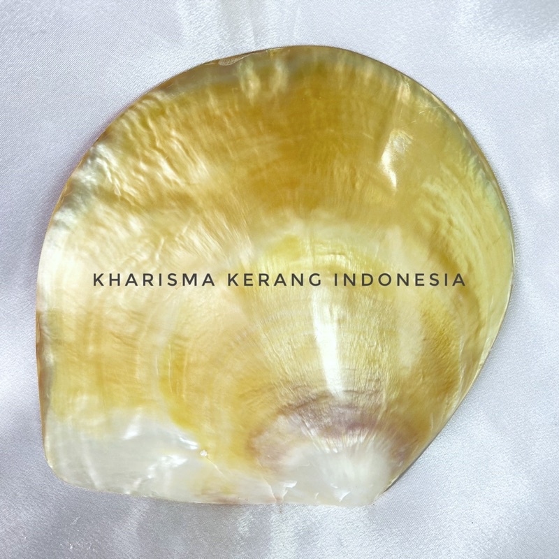 MOTHER OF PEARL C KULIT KERANG MUTIARA KULIT MUTIARA KERANG MUTIARA KHARISMA KERANG INDONESIA CANGKA