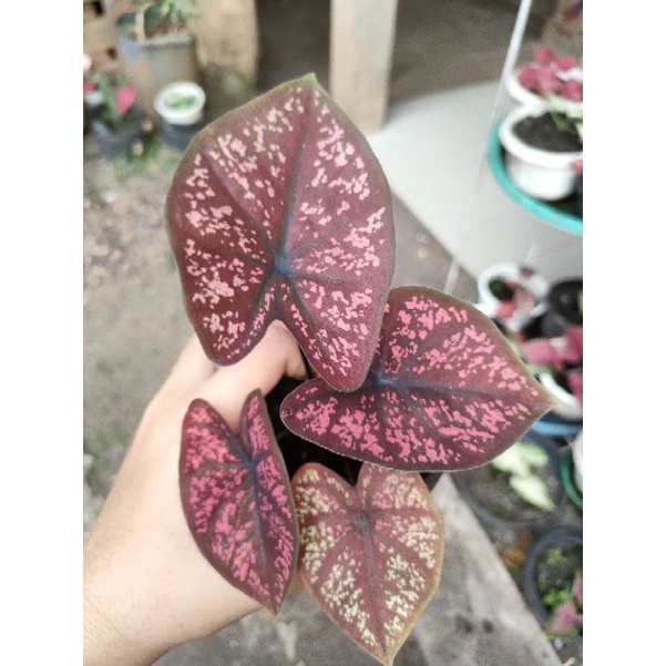 caladium seven luck dewasa