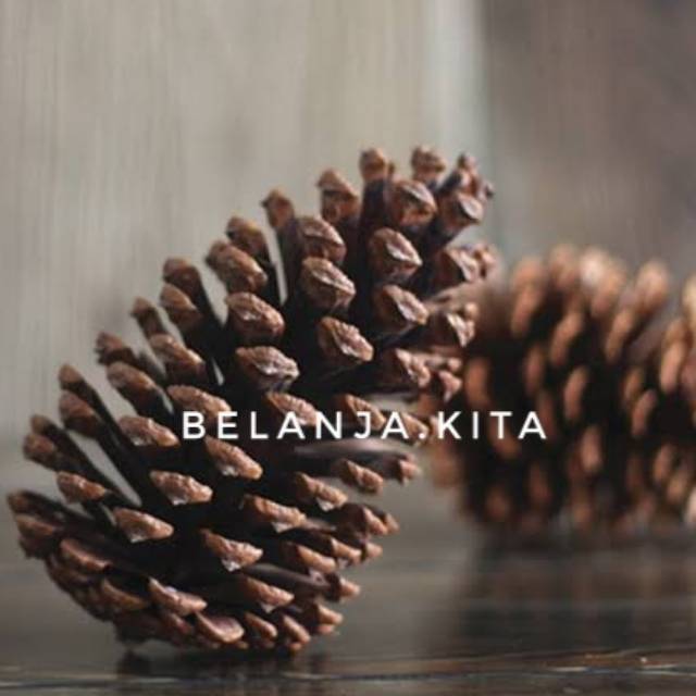 Biji pinus /   biji buah pinus