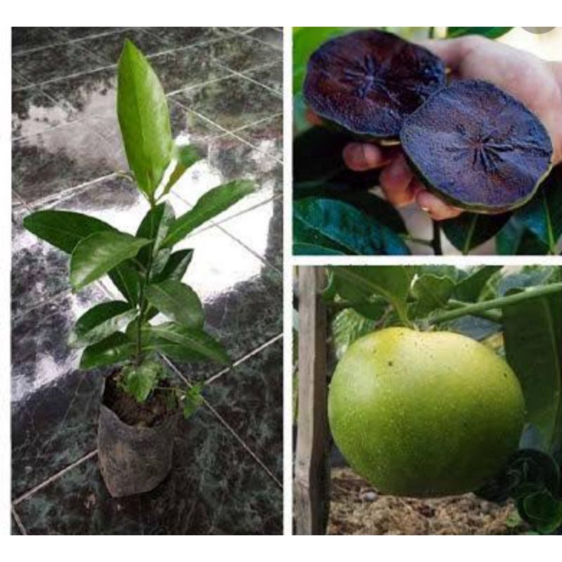 bibit buah black sapote rasa puding