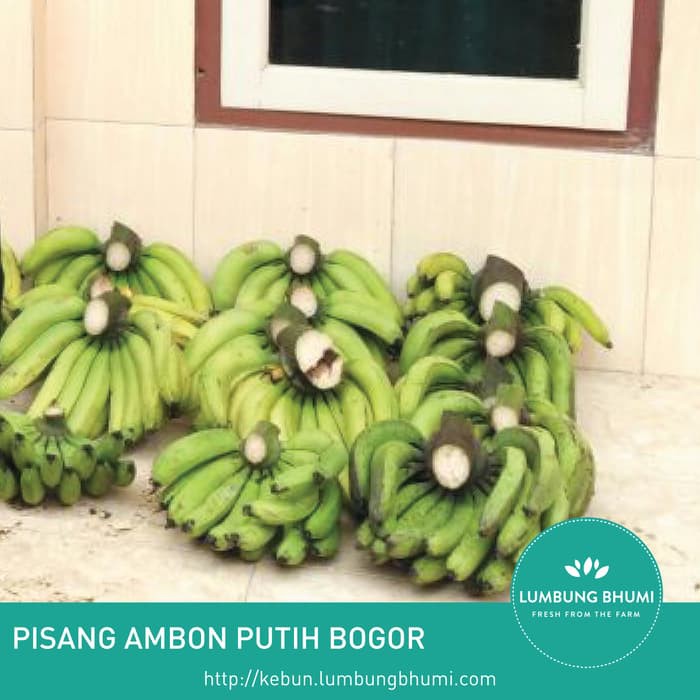 

BIG SALE PISANG AMBON ( BUAH - BUAHAN CURAH ) !!!