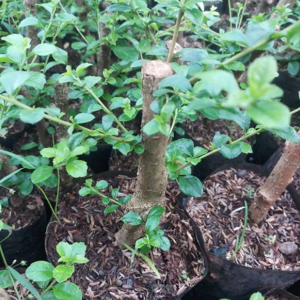 bahan bonsai hokiantea batang besar